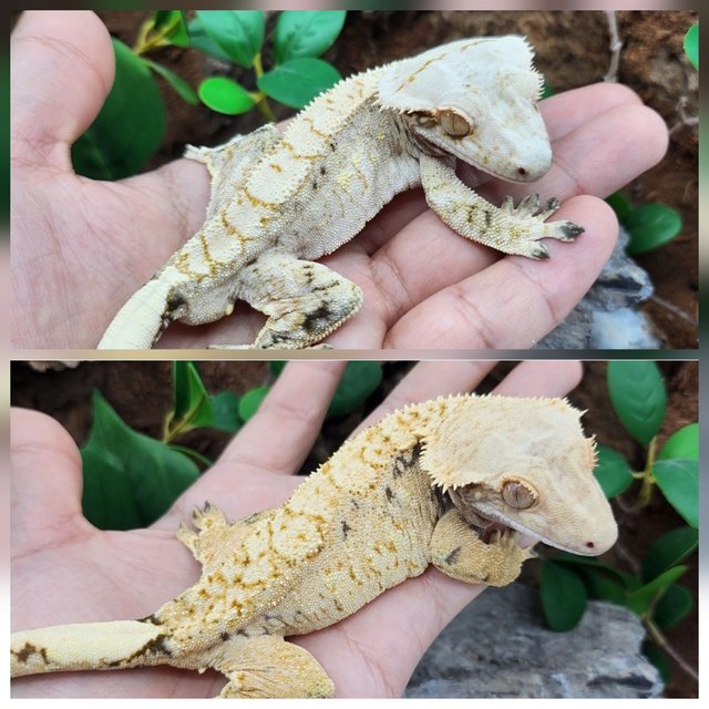 노멀 트라이 익스트림할리퀸