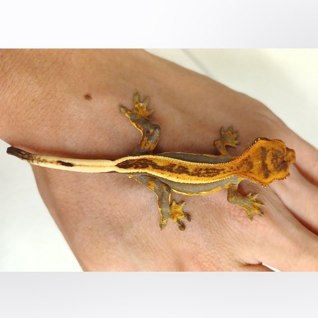 노멀 엠티백 풀핀 핀스트라이프