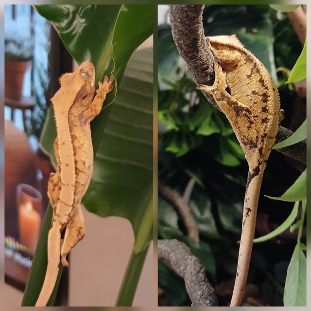 노멀 트라이 옐로우