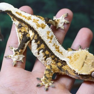 트라이 풀핀 핀스트라이프 쿼드