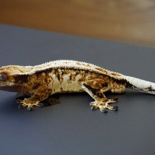 트라이 풀핀 핀스트라이프