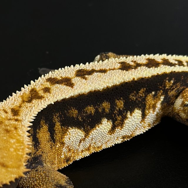 노멀 트라이 쿼드 풀핀 핀스트라이프