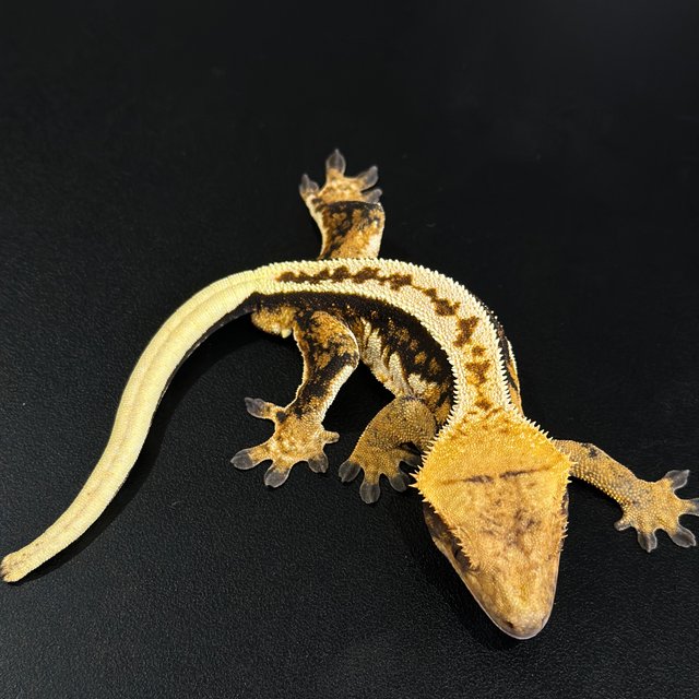 노멀 트라이 쿼드 풀핀 핀스트라이프