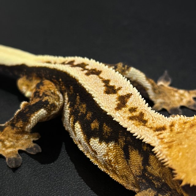 노멀 트라이 쿼드 풀핀 핀스트라이프