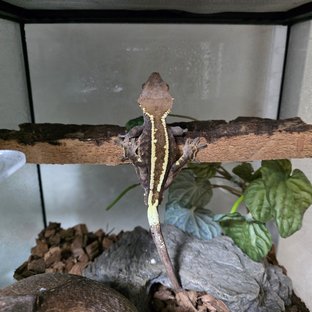 카푸치노 트라이