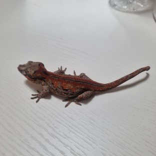 레드 스트라이프