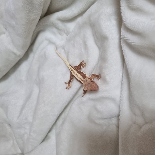 릴리화이트 레드