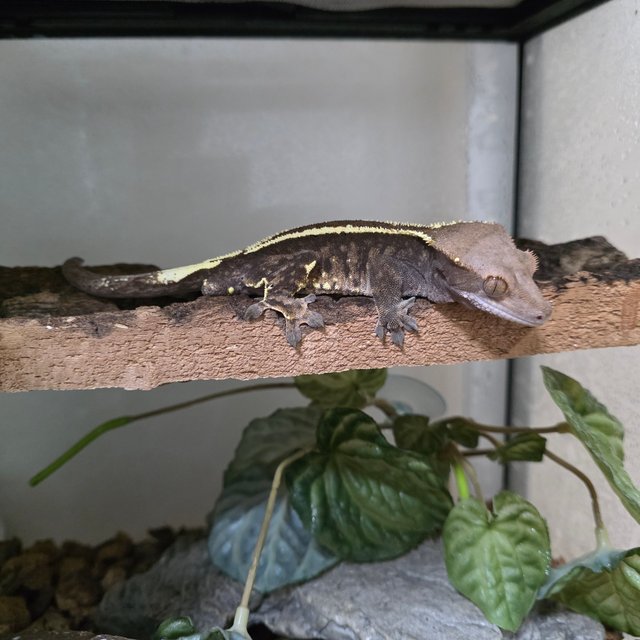 카푸치노 트라이