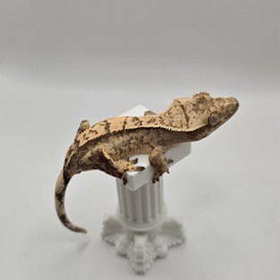 노멀 트라이 익스트림할리퀸