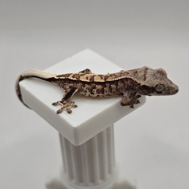 트라이 카푸치노