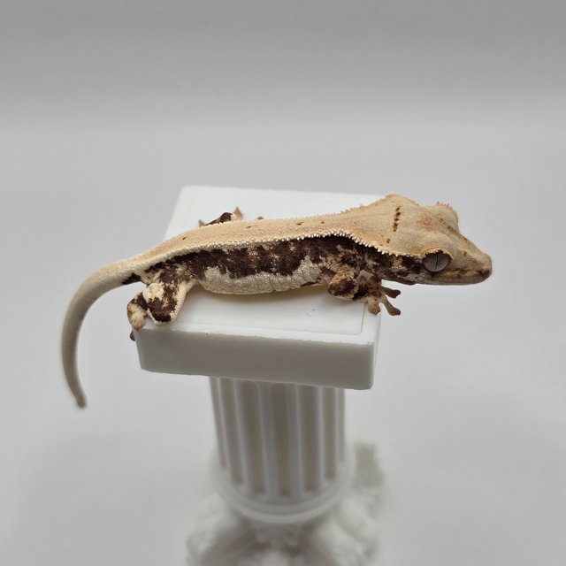 릴리화이트 판다