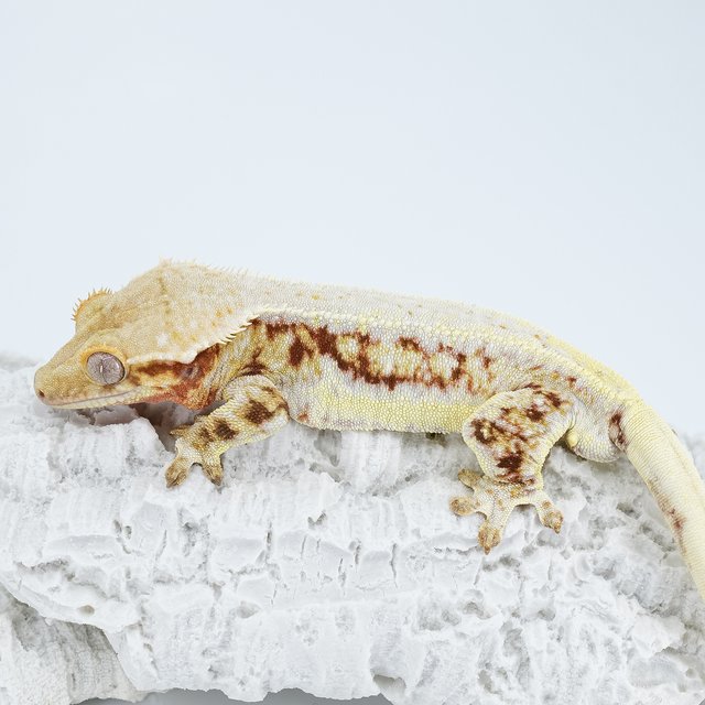 레드 릴리화이트