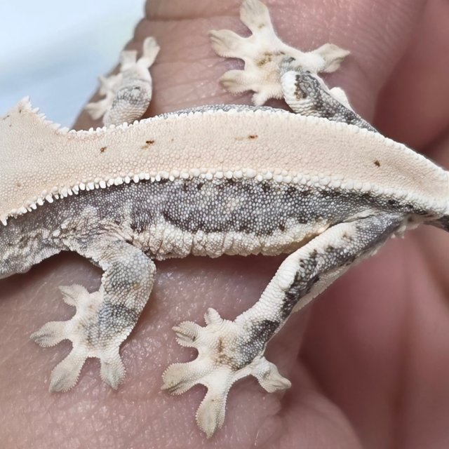 릴리화이트 판다