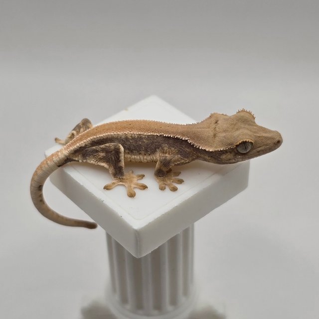 솔리드백 릴리화이트