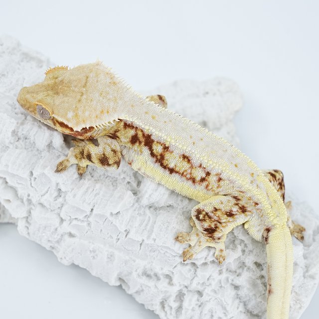 레드 릴리화이트