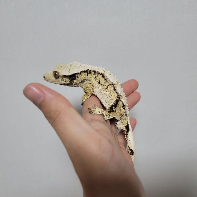 트라이