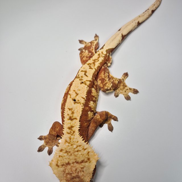 노멀 레드 트라이