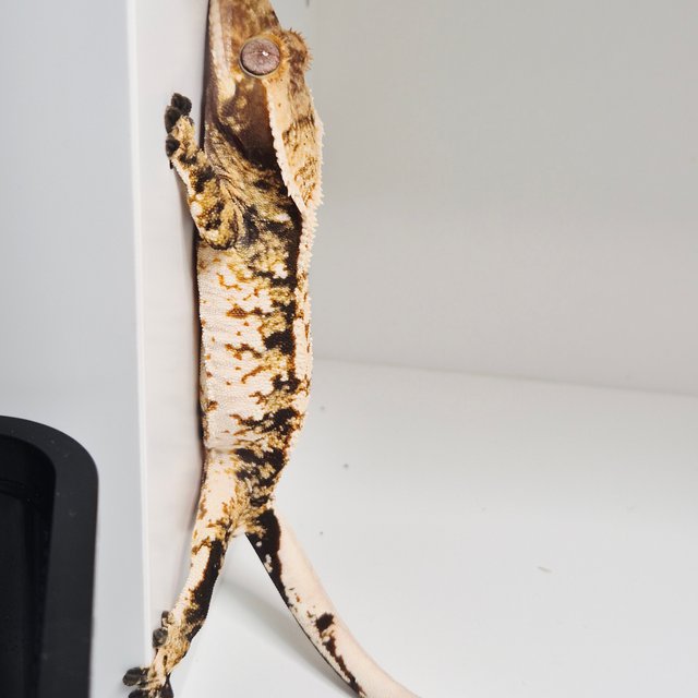 노멀 트라이 익스트림할리퀸