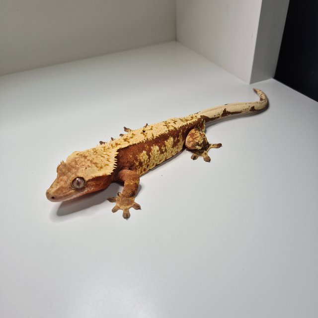 노멀 레드 트라이