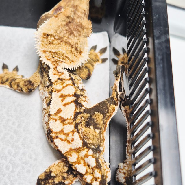 노멀 트라이 익스트림할리퀸