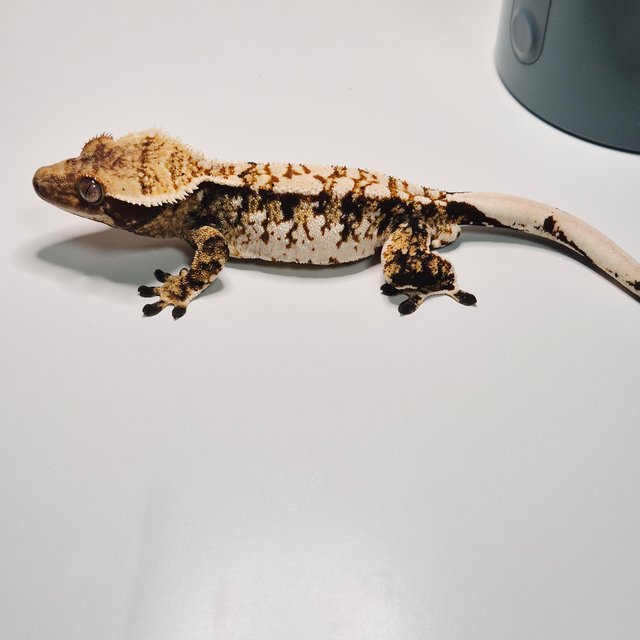 노멀 트라이 익스트림할리퀸