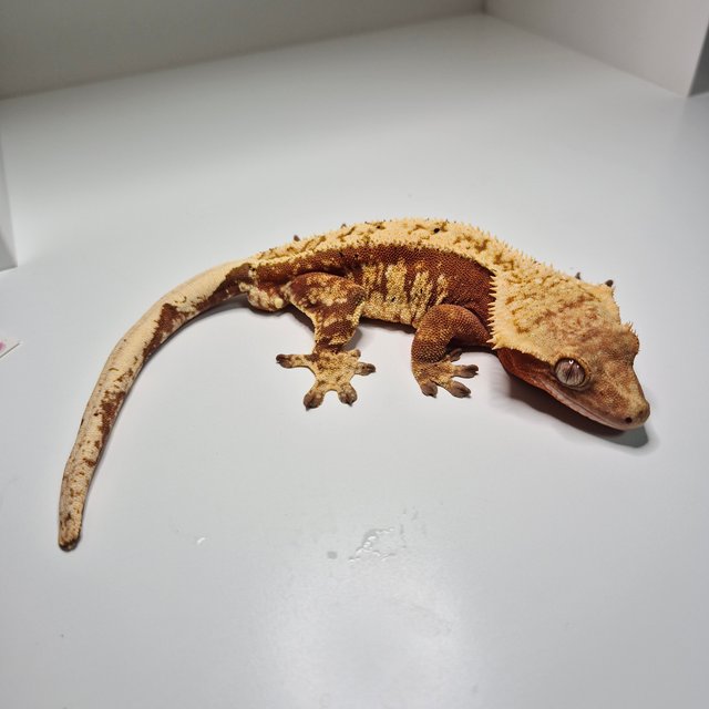 노멀 레드 트라이