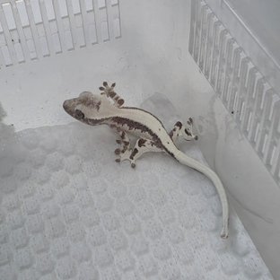 릴리 세이블 아잔틱