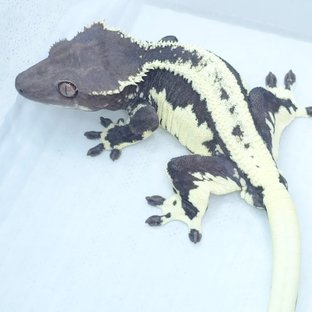 릴리아잔틱