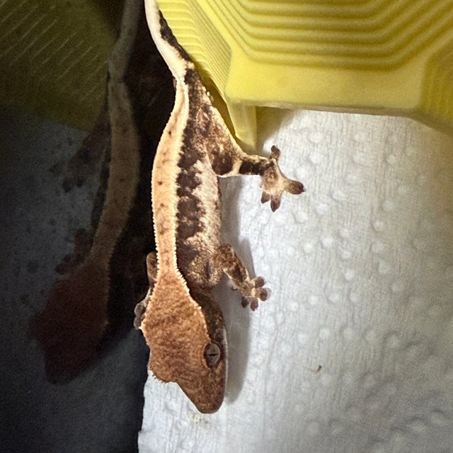 100%헷아잔틱 릴리 세이블