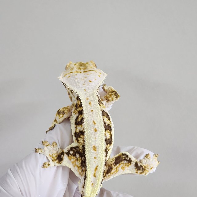 화이트 노멀 릴리화이트 트라이 풀핀