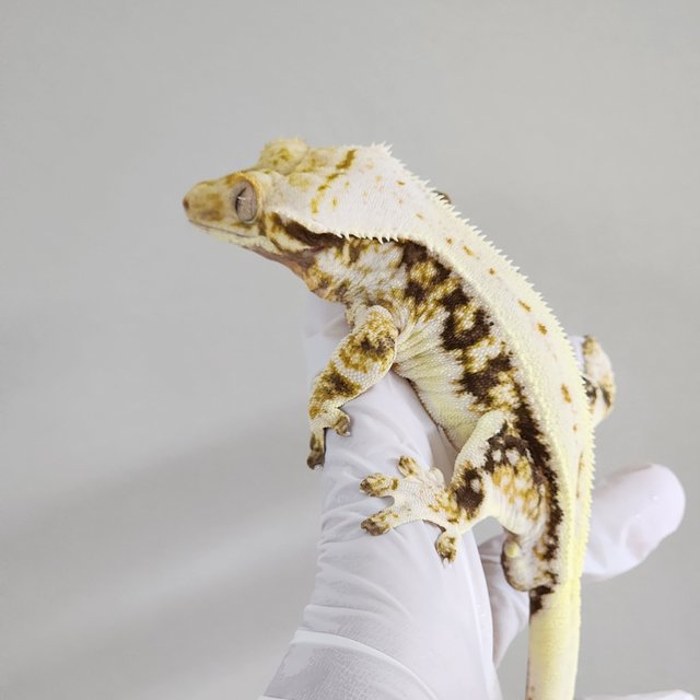 화이트 노멀 릴리화이트 트라이 풀핀