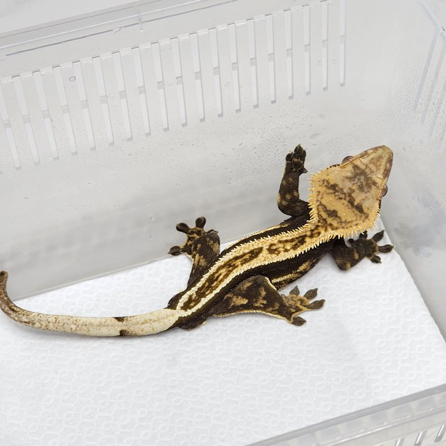 노멀 슈퍼스트라이프 풀핀 핀스트라이프 블랙