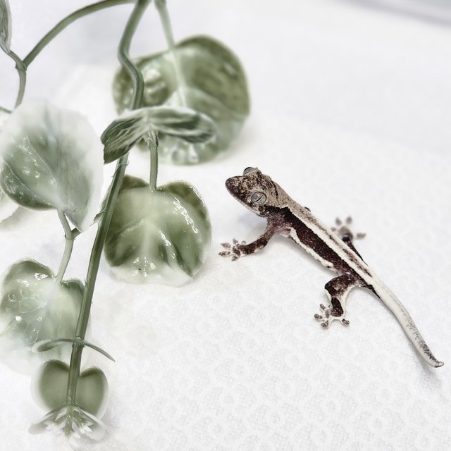 릴잔틱 풀핀 쿼드