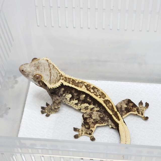 노멀 풀핀 핀스트라이프 엠티백