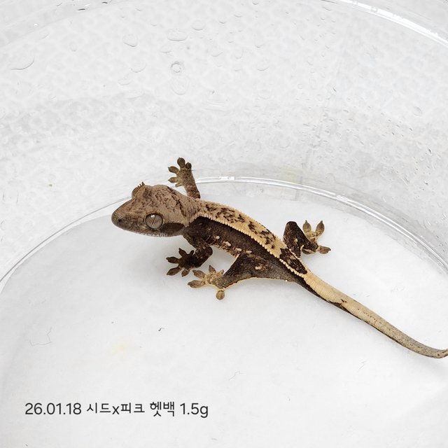 100%헷아잔틱 풀핀