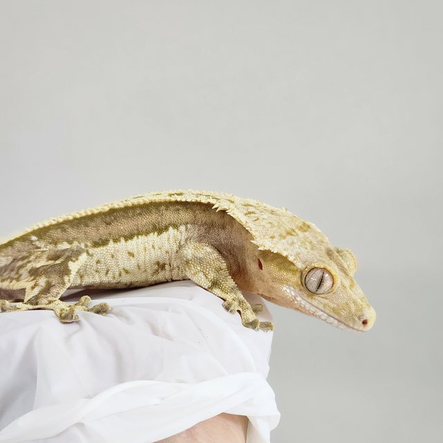 100%헷아잔틱 풀핀 쿼드