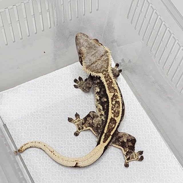 노멀 풀핀 핀스트라이프 엠티백