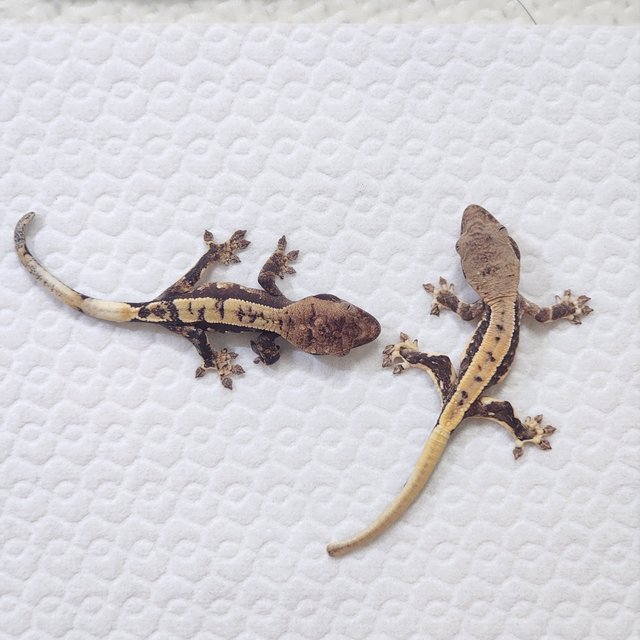 릴리100%헷아잔틱 100%헷아잔틱