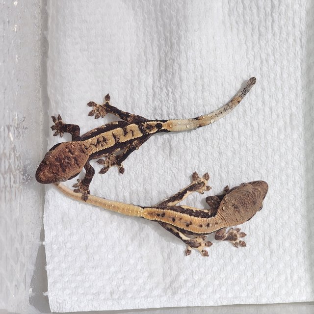 릴리100%헷아잔틱 100%헷아잔틱