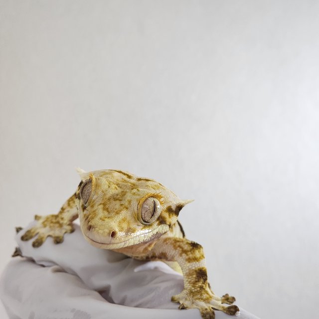 화이트 노멀 릴리화이트 트라이 풀핀