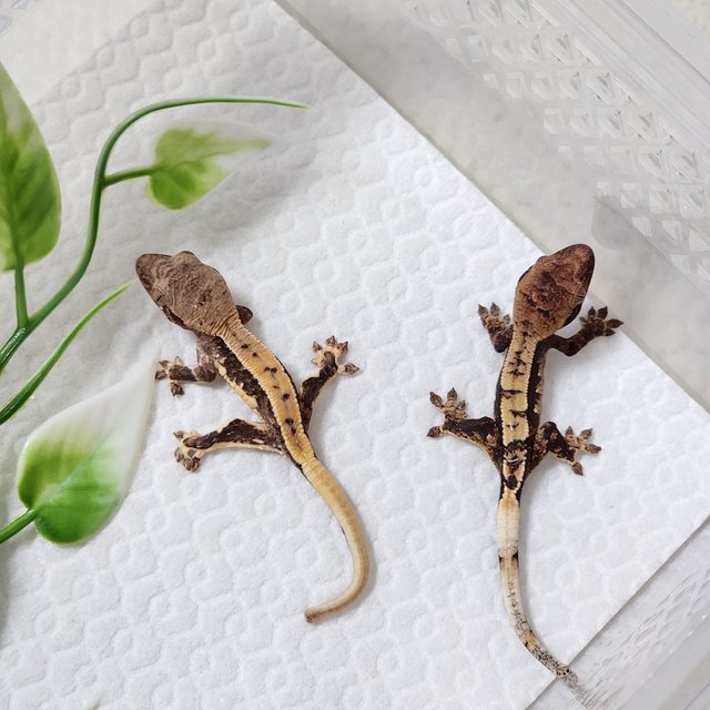 릴리100%헷아잔틱 100%헷아잔틱