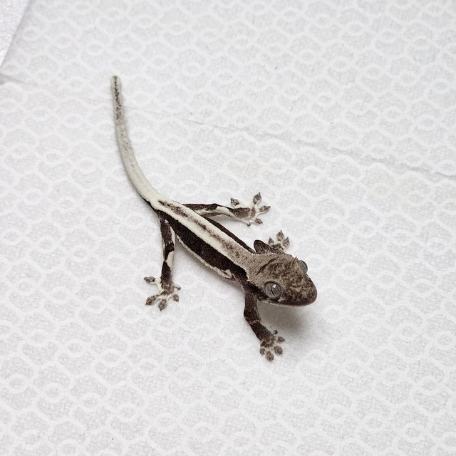 릴잔틱 풀핀 쿼드