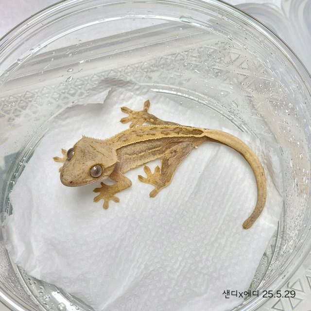 노멀 풀핀 크림시클