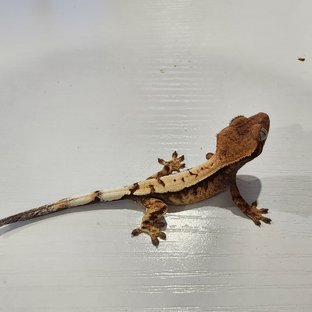 세이블