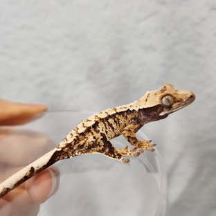 산군베이비