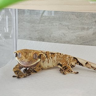 트라이 텐저린 익스트림할리퀸 화이트스팟