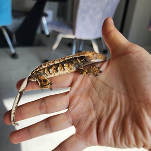 트라이 타이거 텐저린 화이트스팟 익스트림할리퀸