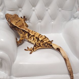 트라이 익스트림할리퀸