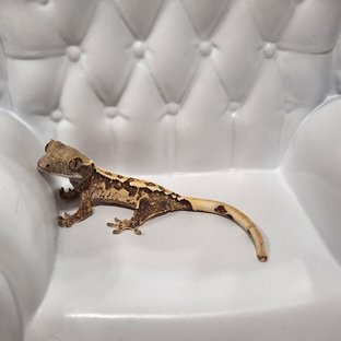 트라이 익스트림할리퀸 화이트핀