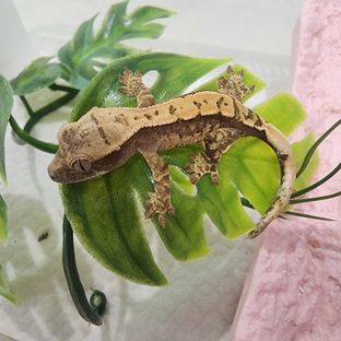 발리 아더베이비